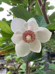 Magnolia sieboldii deciduous tree with white fragrant flowers