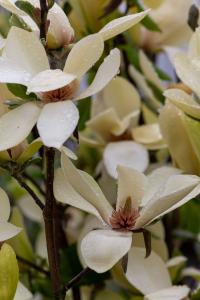 Bright yellow blossoms accented with a rosy blush. Bringing warmth and charm to any garden setting.