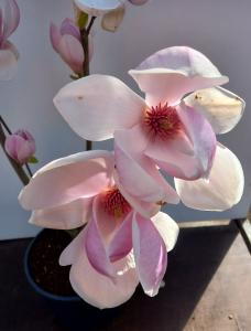 Fragrant pink and white flowers on a graceful compact tree.