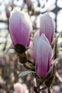 Magnolia soulangeana Superba tree with large pink and white spring flowers