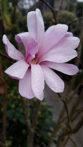 Magnolia Stellata Rosea. Pink Magnolias flowering at our garden centre, for sale online UK