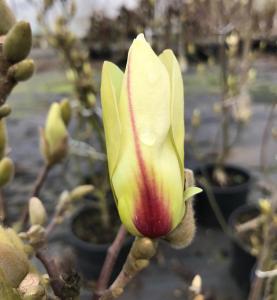 Magnolia Denudata Sunrise, unusual pale yellow flower with a flare of red, a deciduous shrub buy UK