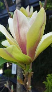 Magnolia sunsation tree in flower, huge selection of Magnolia varieties for sale online with UK delivery.