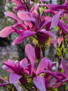 Magnolia Susan elegance that lasts