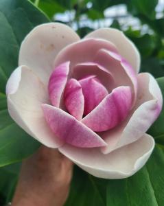 Magnolia Venus an ornamental Magnolia Tree with large showy purple blooms. Buy UK