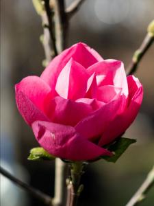 Magnolia Watermelon tree with pink blooms