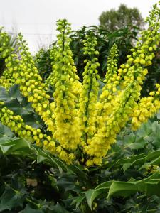 Mahonia X Media Winter Sun - for sale online at our UK plant centre