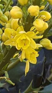 Bright yellow flowers of Mahonia Media Charity, winter flowering and an important shrub for pollinators