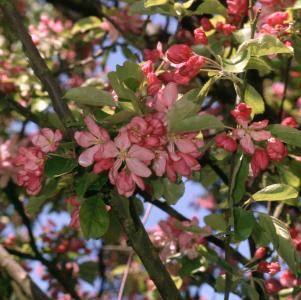 Weeping Crab Apple tree, Malus Cheals, pink blossom in Spring, buy UK