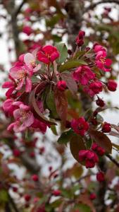 Malus Coccinella Courtarou Pleached Crab Apple Tree