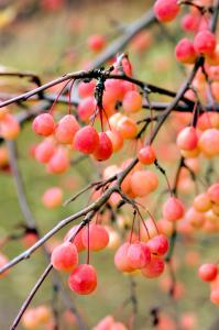 Malus Transitoria is a crab apple variety with vibrant fruits in Autumn loved by birds, buy online UK