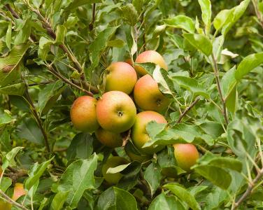 Pleached Apple Tree, variety Coxs Orange Pippin (Malus Domestica) buy online UK