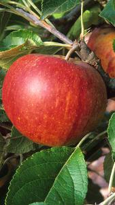 Malus Domestica Cox Pomona or Apple Cox’s Pomona