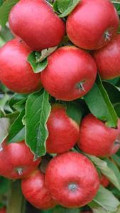 Pleached Apple Tree, variety Discovery Malus Domestica