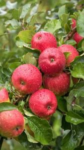 Malus Domestica Pilot Apple, late season dessert apple tree with low susceptibility to disease producing good crop of sweet & fruity apples in mid October.