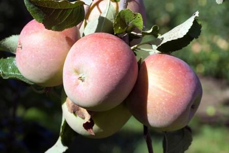 Pink Lady apple trees for sale online with UK nationwide delivery. Malus Domestica Pink Lady