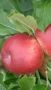  Malus Domestica Santana Apple Tree, pretty blossom and fruit red flushed over green-yellow