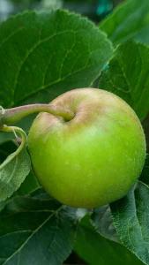 Malus Domestica Spartan Apple, a late season dessert apple producing a good crop of mainly deep red apples