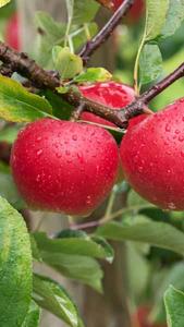 Malus Domestica Tydemans Early also Tydemans Early Worcester, an early season dessert apple tree