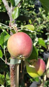 Malus Domestica Winston Apple, a late season dessert apple and very popular garden  variety in the UK with rich sharp apples to harvest mid October.