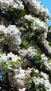 Malus Evereste Crab Apple trees for sale online with UK nationwide delivery