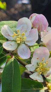 Malus Professor Sprenger Crab Apple, rounded, dense small crab apple tree. White flowers, pink in bud in spring & orange red crab apples in autumn