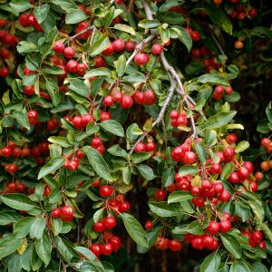 Malus Red Sentinel Ornamental Crab Apple Tree - heavenly blossom in spring and a profusion of red fruit in autumn 