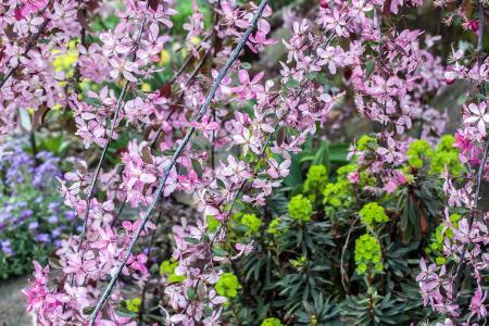 Weeping Crab Apple tree, Malus Royal Beauty, beautiful pink blossomed trees buy UK