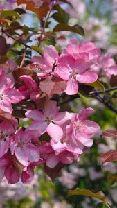 Malus Rudolph Pleached Crab Apple trees, supplied as rootball offering great value for good quality trees, for sale UK