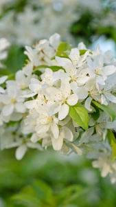 Malus Toringo Brouwers Beauty Crab Apple, a very small tree with a semi-weeping habit. Masses of white flowers in spring & small red or yellow fruits in autumn