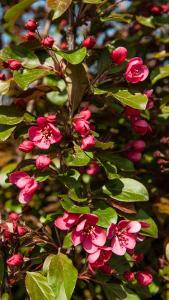 Malus Toringo Scarlett Crab Apple, one of the best bronze-leaved ornamental crab-apple varieties. 