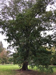 Pterocarya Fraxinifolia or Caucasian Wingnut or Walnut, fruit tree with small green flowers in drooping racemes followed by winged fruits