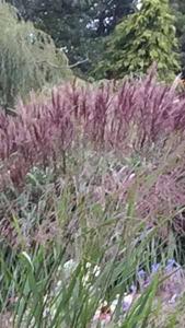 Miscanthus Sinensis Red Chief Eulalia Red Chief Decorative Grass