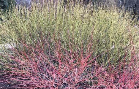 Mixed Dogwood Varieties in the Winter Landscape