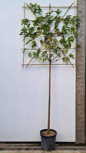 Pleached Morus Alba Fruitless