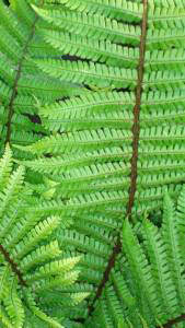 Dryopteris Wallichiana or Wallich