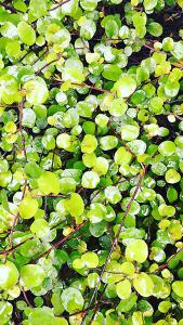 Muehlenbeckia Complexa is also known as Australian Ivy or Maidenhair Vine, buy online with UK and Ireland delivery.