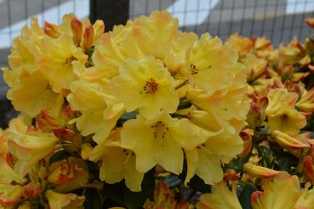 Evergreen shrub producing stunning clusters of golden yellow flowers that deepen to orange. Adding vibrant warmth to any landscape.