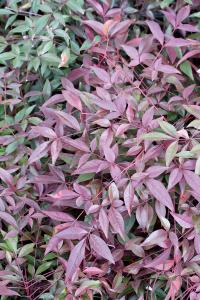 Nandina Domestica Flirt Murasaki, red foliage detail, buy online UK