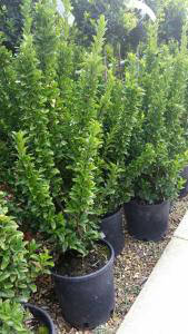 Euonymus Japonicus Microphyllus, For sale online Uk