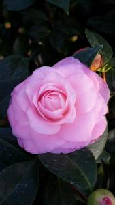 Camellia Japonica Nuccios Pearl, pink double flowers and evergreen leaves, Spring flowering buy UK