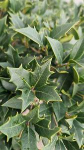 Osmanthus Heterophyllus Pom Pom