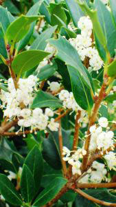 Osmanthus heterophyllus, hardy shrub specialists, Paramount Plants and Gardens UK