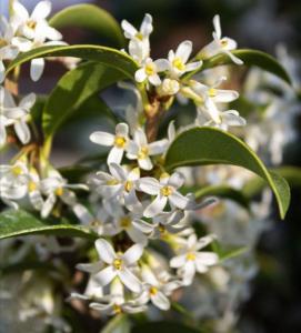 Osmanthus x burkwoodii evergreen shrub with white fragrant flowers