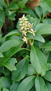 Pachysandra Terminalis Variegata or Variegated Japanese Spurge