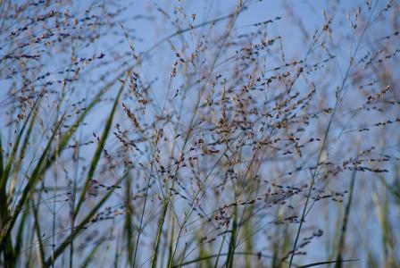 Panicum Prairie Sky Switch Grass plants to buy online with UK delivery