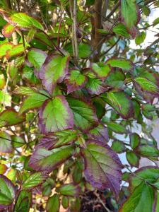 Parrotia Persica Persian Spire is a narrow, upright cultivar of Persian Ironwood, featuring striking exfoliating bark and vibrant fall foliage in shades of red, orange, and yellow.