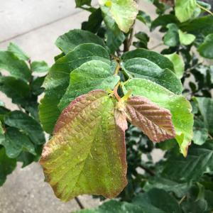 Parrotia Persica, or Persian Ironwood, is a deciduous tree known for its striking exfoliating bark and vibrant autumn foliage, featuring shades of red, orange, and yellow.