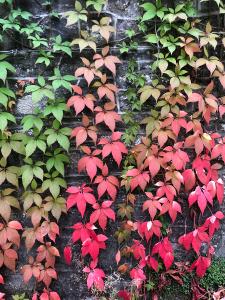 Parthenocissus Quinquefolia Engelmannii Virginia Creeper, deciduous self clinging climber ideal for high walls. 