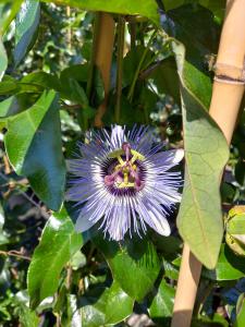 Passiflora caerulea vine with striking blue and white flowers